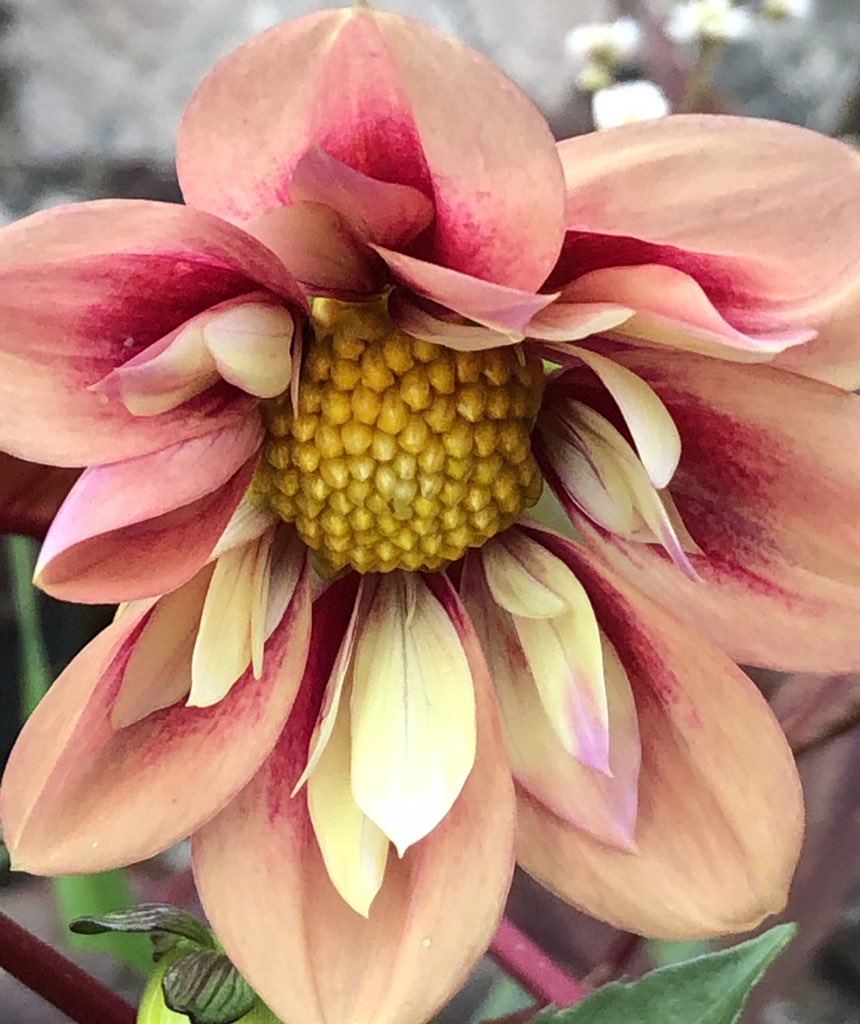 BorderGardener's tweet photo. Rhubarb and Custard & Strawberry BonBon are at their best yet this summer, covered in blooms #collarette #dahlias #DahliaLove @GardensHour #GardensHour https://t.co/Nnhpje586E