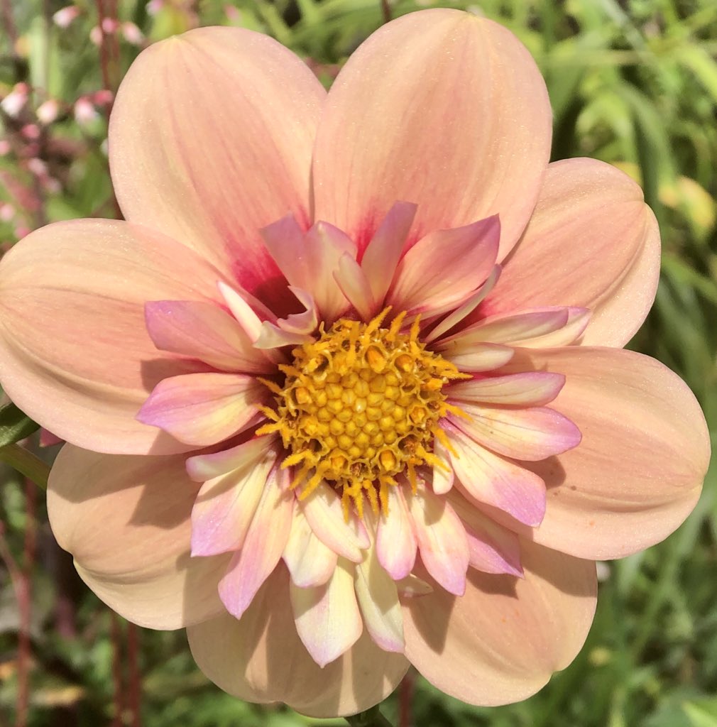 BorderGardener's tweet photo. Rhubarb and Custard & Strawberry BonBon are at their best yet this summer, covered in blooms #collarette #dahlias #DahliaLove @GardensHour #GardensHour https://t.co/Nnhpje586E