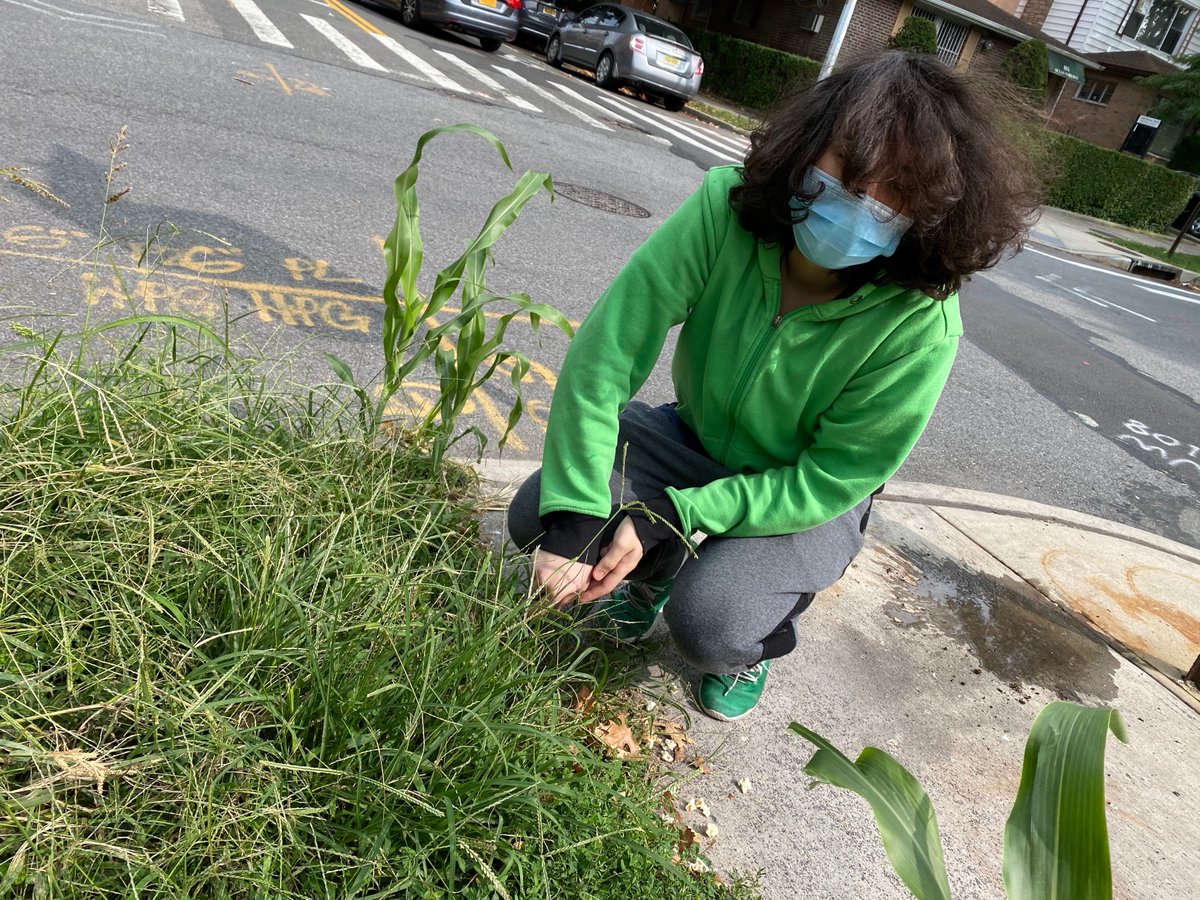 NotABombBunkE's tweet photo. Time to go take an in-person visit with my new friends, the @CurbCorn seedlings on Avenue H & Ocean Parkway in #Brooklyn.
All three un-named stalks are still alive and well.
What am I doing? Video soon.
CURB CORN: #CurbHunger!
T-shirt & donations:
https://t.co/fCPdxaiBat https://t.co/Z9qM3rTgwT