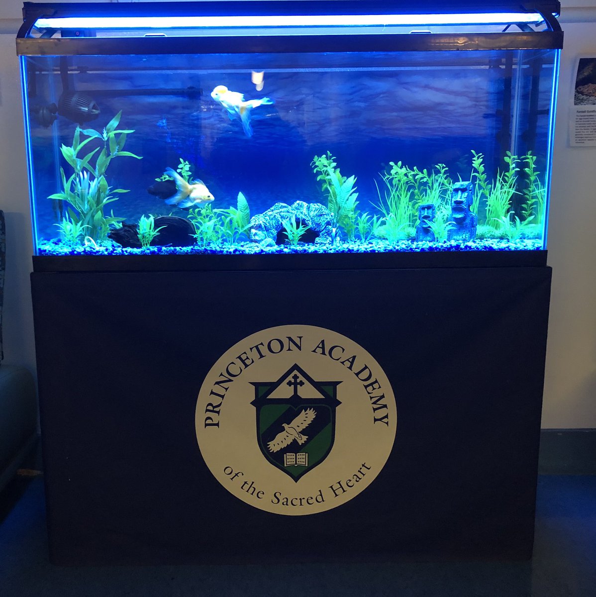 rikdugan's tweet photo. The fish @PrincetonAcadSH are so excited to have the boys back! #PASHForward #Fall2020Reopening #PASHProud https://t.co/IJPuzTDWfV