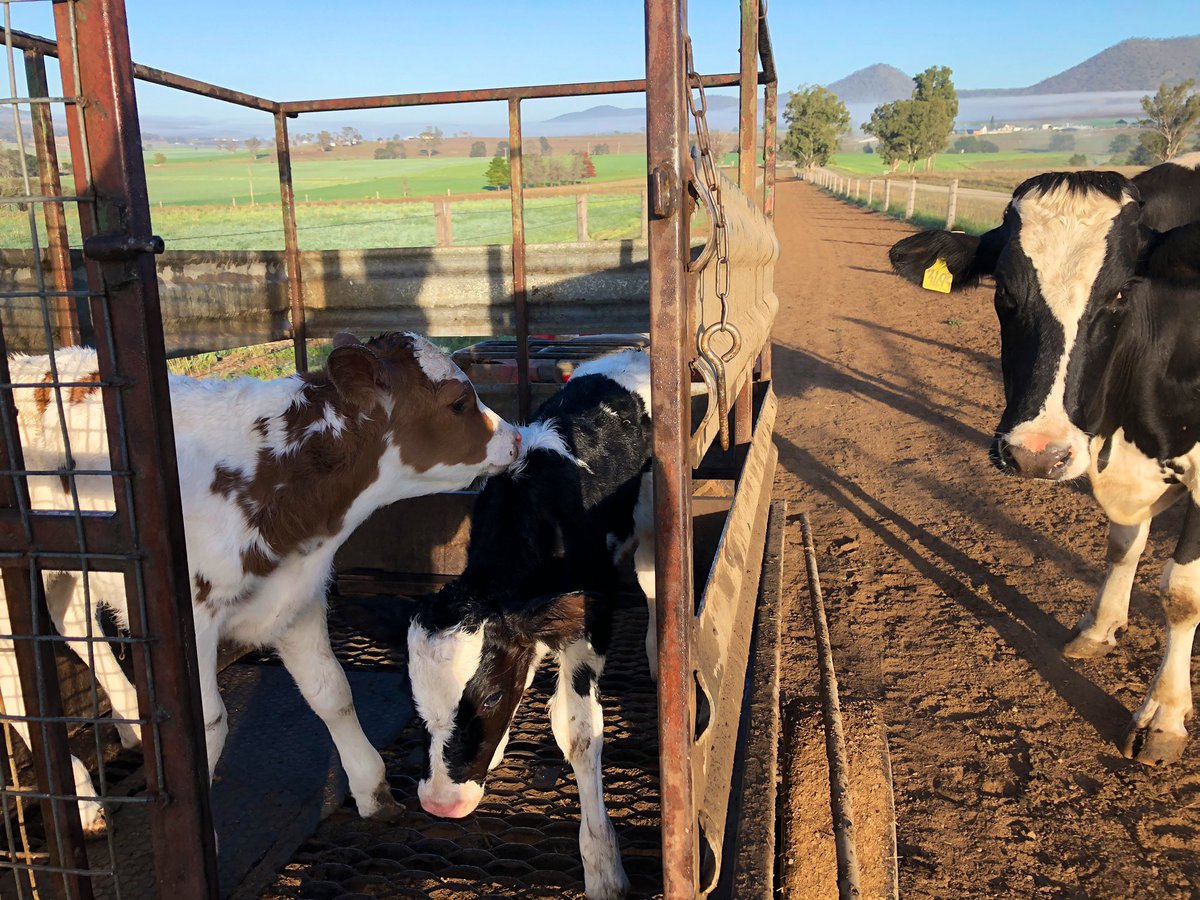 First time for everything 🐮🐮 Twins out of a black and white cow - one red and white bull calf and a black and white heifer calf 🧬