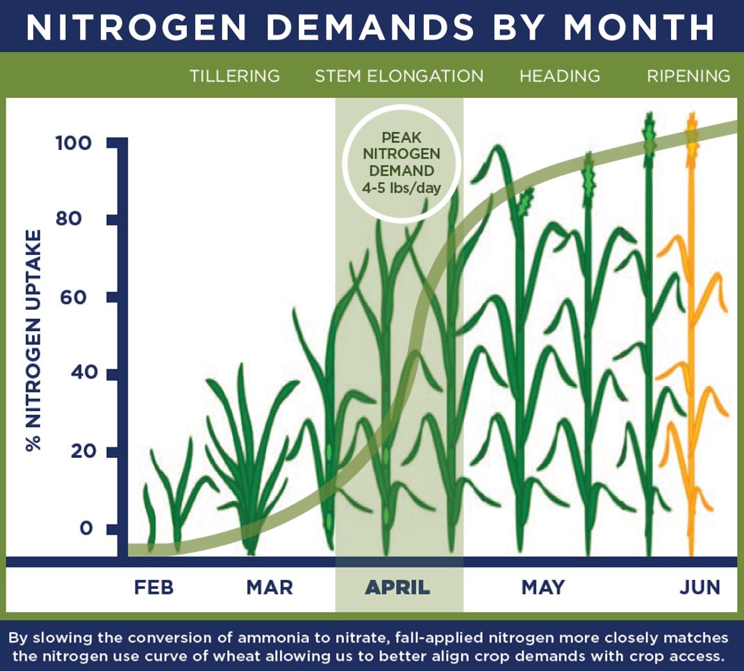 themcgregorco's tweet photo. Nitrogen impacts every growth stage, but winter wheat plant demands peak during stem elongation. Protect your nitrogen through winter. #FeedtheNeed #GrainsPerHead #StableN #LockItUp #LockdowN https://t.co/xZPWeSrWPR