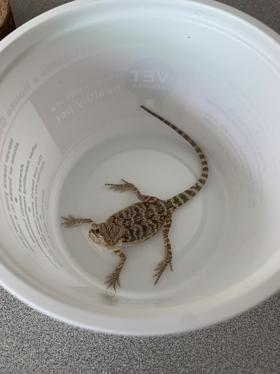kfidelack's tweet photo. Pre-K has a new class pet! Meet Sandy the bearded dragon. An exciting new adventure for us all that I’m sure will lead to lots of Science knowledge and Spiritual learning as we care for a living thing and watch it grow and change. #ClassPet #HBCSpride #prek https://t.co/JOBz9q45z7