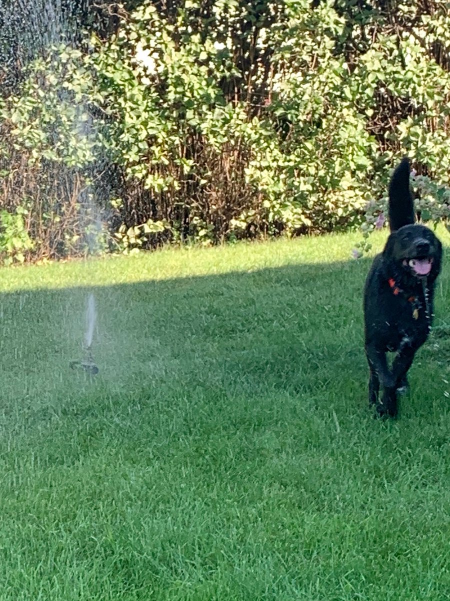 Babydoll3232's tweet photo. Running through the sprinkler!! 
Jax

#CareCreditSweepstakes https://t.co/PujBe91uIW
