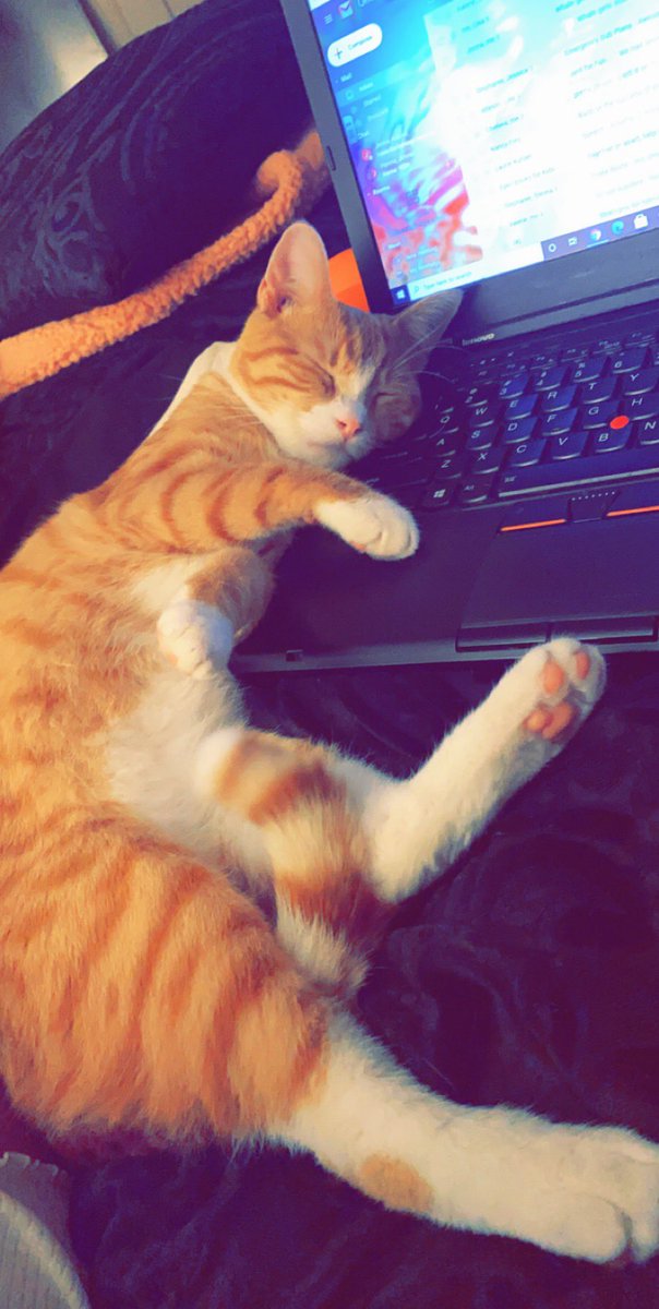 Miss_Mays1's tweet photo. I’m trying to be productive, but Tommy has other plans with my computer ... 💙 🐈 https://t.co/DKEEzTiRIo