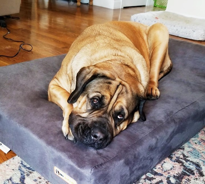 bigbarkerusa's tweet photo. This is Cookie! 😍 Drop a 💗 in the comments below if you think she looks gorgeous on her bed!!
#squishyface #mastifflife #mastifflover #mastiff_feature #mastiffofinstagram #mastiffsofig #mastiffsworldwide #mastiffoftheday #dogbeds #mastiffsrule #inst… https://t.co/E8l38GBJe1 https://t.co/wujxw4Dh42