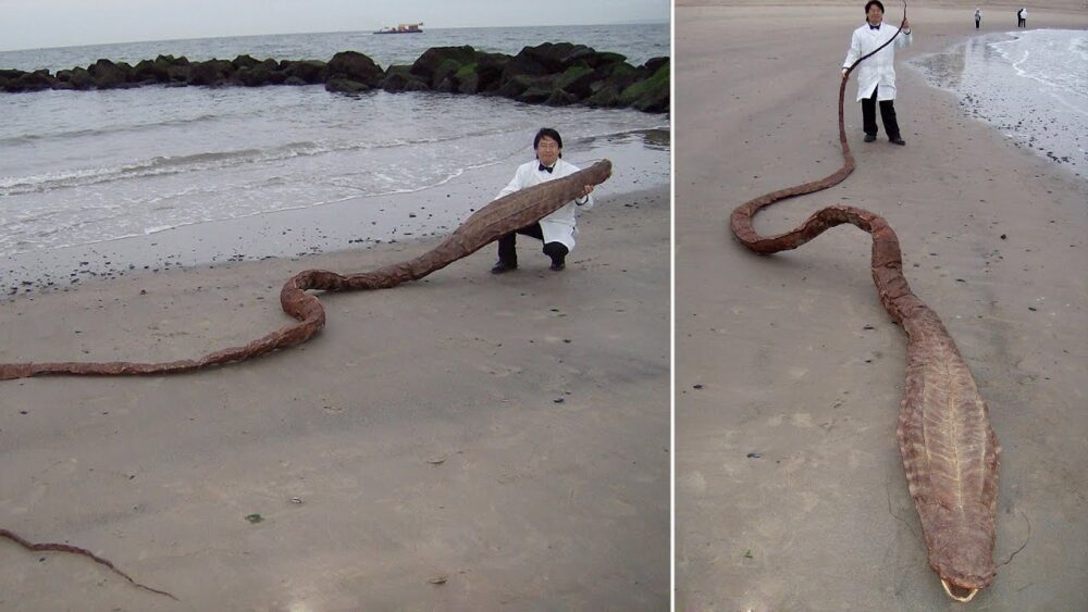 dreamMAJICKK's tweet photo. https://t.co/QSXU7nH7aJ #Snake #Reptile #Scaledreptile #Brownsnake #Indiancobra #Python #Elapidae #Pythonfamily #Tail #Boaconstrictor https://t.co/Ji5FJXsTBB
