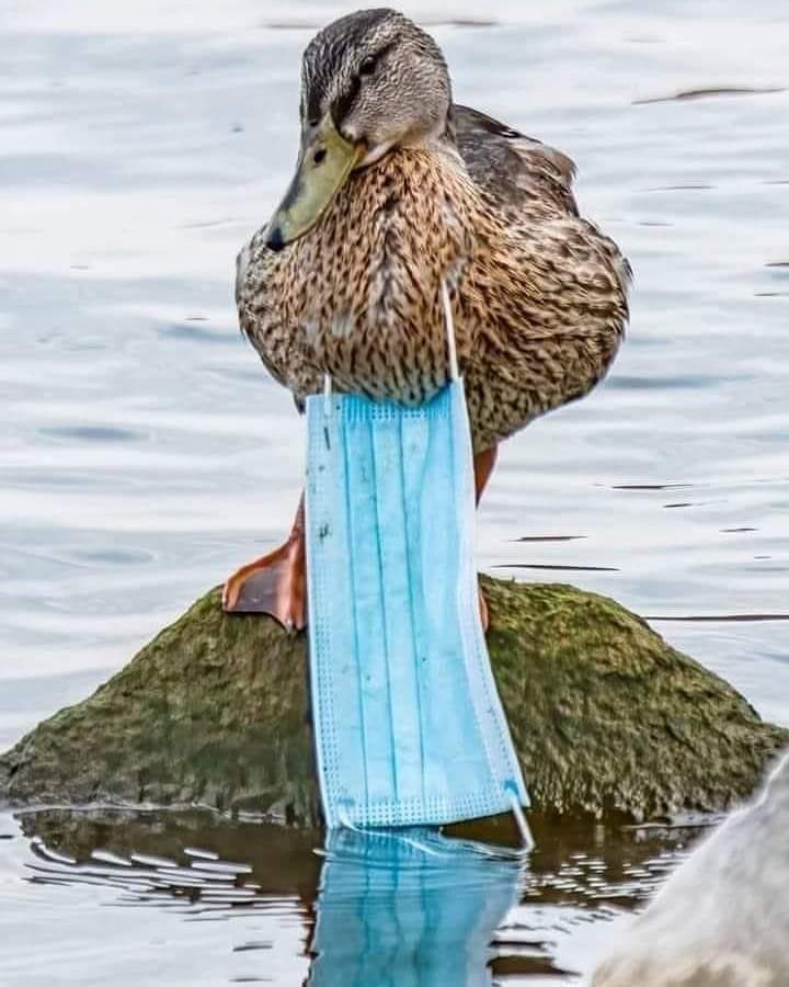 Pedro Roa Barrientos tweet media