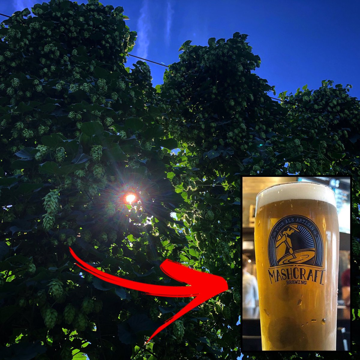 Those beautiful <a href="/IndyHighBines/">Indy High Bines</a> hop cones become an awesomely fresh wet-hopped IPA by combining high-skill growing and artful brewing. Get your High P.A. super fresh from our taps tomorrow.