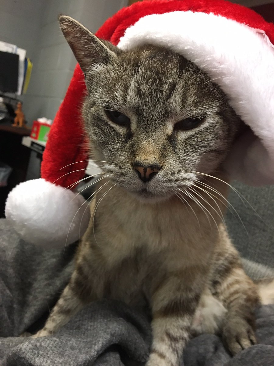 Hillary Russell tweet media