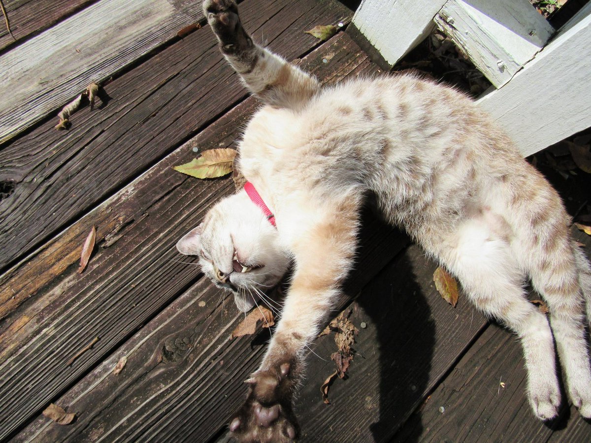 Hillary Russell tweet media