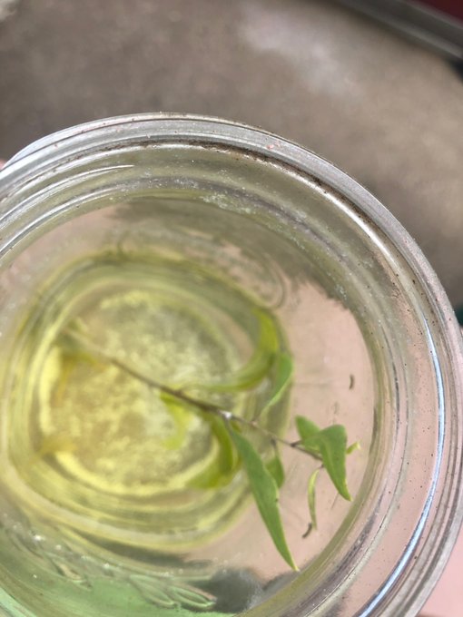 Cutting I&rsquo;m working on growing. https://t.co/BJMcOaYmra