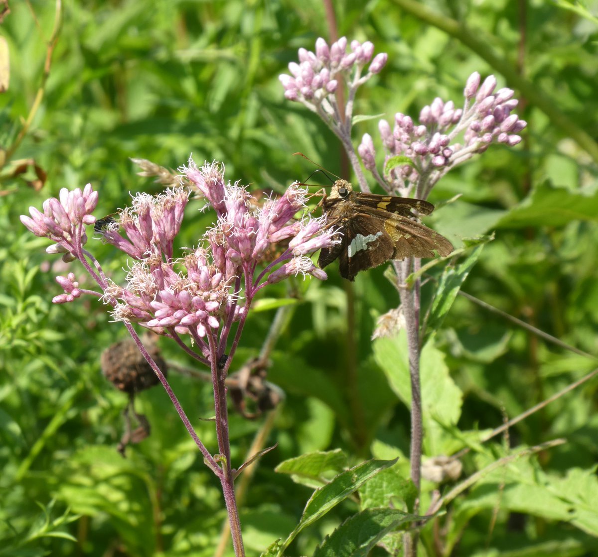 Pollinators's tweet photo. Have you ever seen these #garden visitors? These #pollinators are known as Skippers because of the way they dash or "skip" from #flower to flower!

Photos: Silver-Spotted Skipper on Joe-Pye Weed, Hobomok Skipper on Beebalm, and Fiery Skipper, by Amber Barnes https://t.co/QhPVNHpZ4C