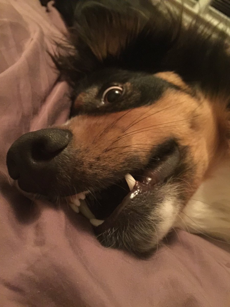 Bodhihodi's tweet photo. @mrussellwriter The Bed Hog https://t.co/5RPKd8mfC4