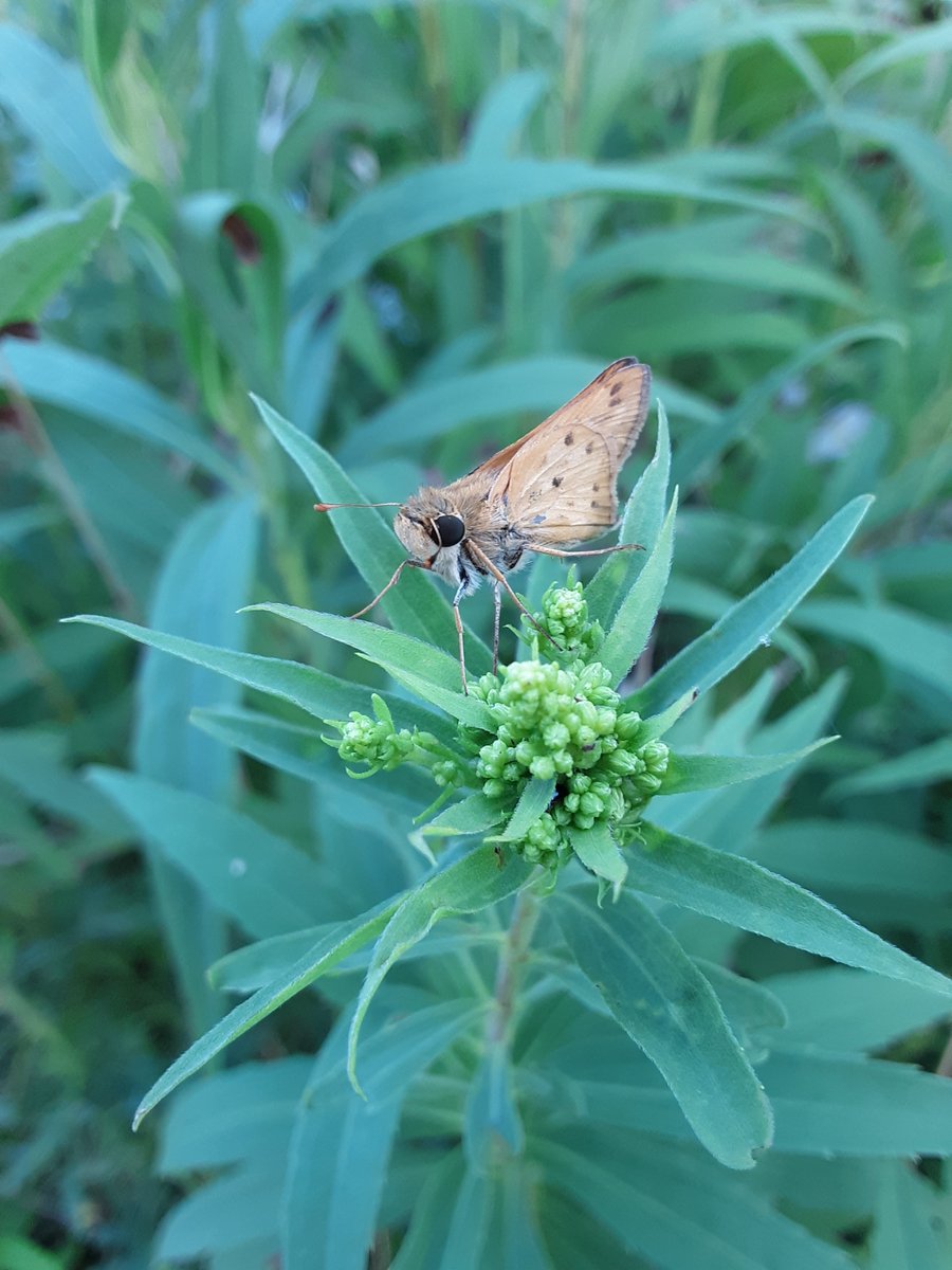 Pollinators's tweet photo. Have you ever seen these #garden visitors? These #pollinators are known as Skippers because of the way they dash or "skip" from #flower to flower!

Photos: Silver-Spotted Skipper on Joe-Pye Weed, Hobomok Skipper on Beebalm, and Fiery Skipper, by Amber Barnes https://t.co/QhPVNHpZ4C