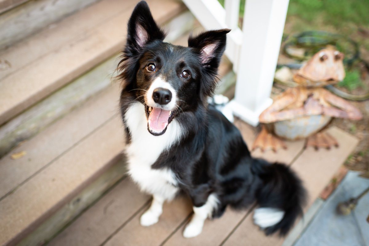 Border Collies are one of the best known ProDogs. Bred for herding sheep, these dogs are some of the smartest and most agile out there. They are so good at herding they are one of the few breeds that can herd geese!
[photo courtesy of @nanaspetsitting]