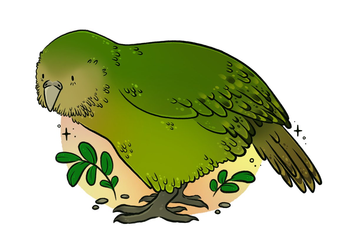 I have hardly any audience on here but I don't care, I'm going to start posting my art. First up, the Kākāpō, a flightless fat boi that is critically endangered due to predators and also low fertility rates. In June, there was a recorded measly 210 left.