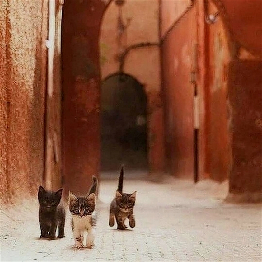 Hey Kitties tweet media