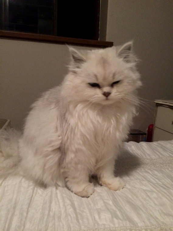 Cats Happiness tweet media