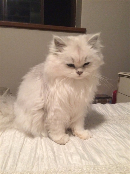 Cats Happiness tweet media