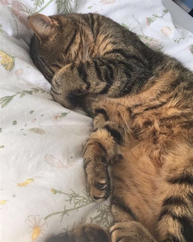 facekittens's tweet photo. have a good dream sweet boy https://t.co/C0BMudkqXX