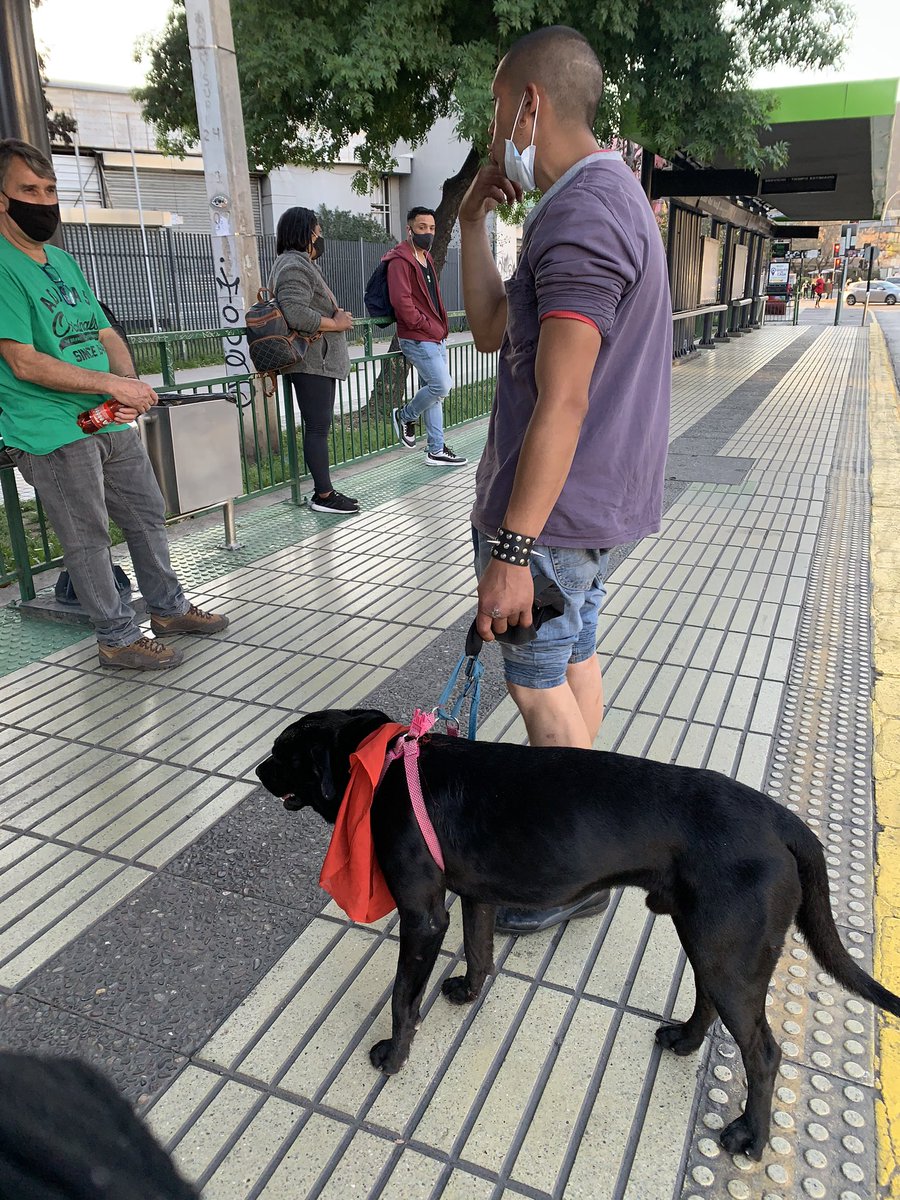 TinadeHelado's tweet photo. Este loco de mierda esta maltratando a este perro @Carabdechile @MuniNunoa @MuniMacul estaba en el paradero de chile España https://t.co/NAN8fq3s9T