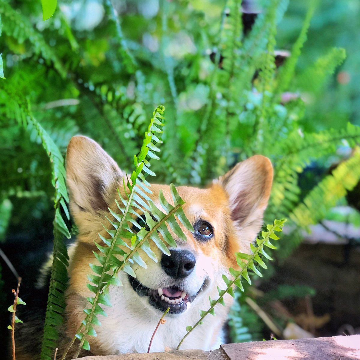 corgi_zero's tweet photo. Two ways to deal with Monday:
1.) Hide from it
2.) Do something ferny to make other people smile!
#NailedIt #YoureWelcome #MakeMondayBetter #Corgiflage https://t.co/NEUoq5paLi