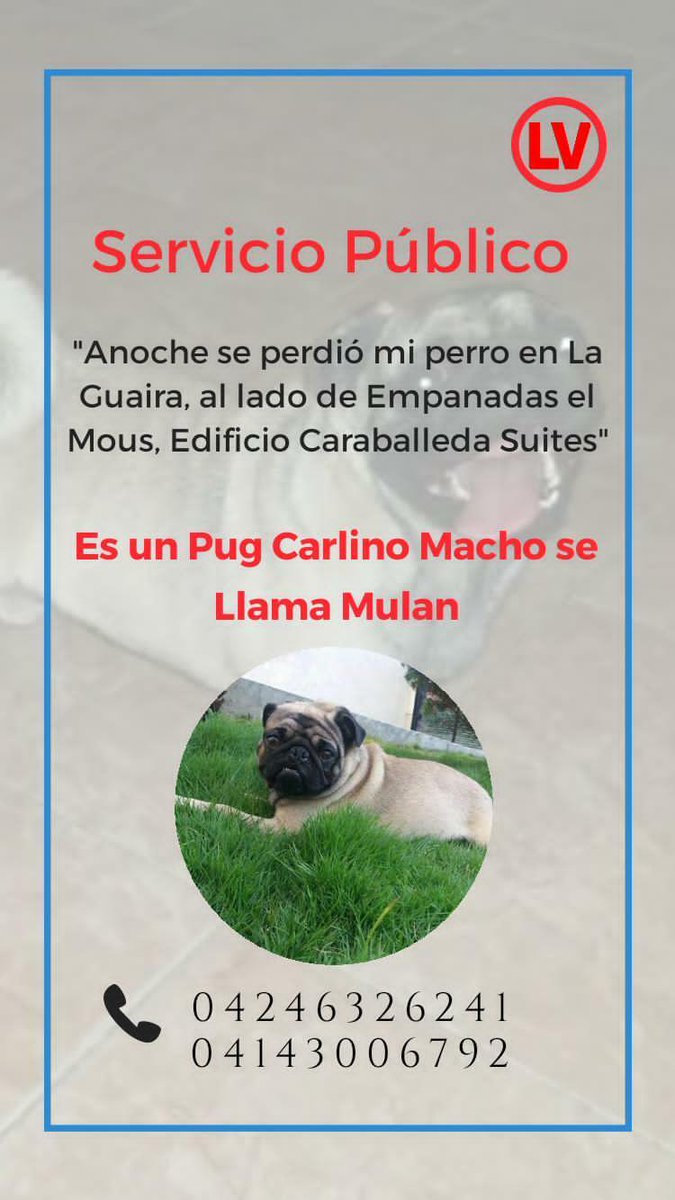 yaracalcagno's tweet photo. Se perdió en La Guaira. https://t.co/sbZgaUTwqh