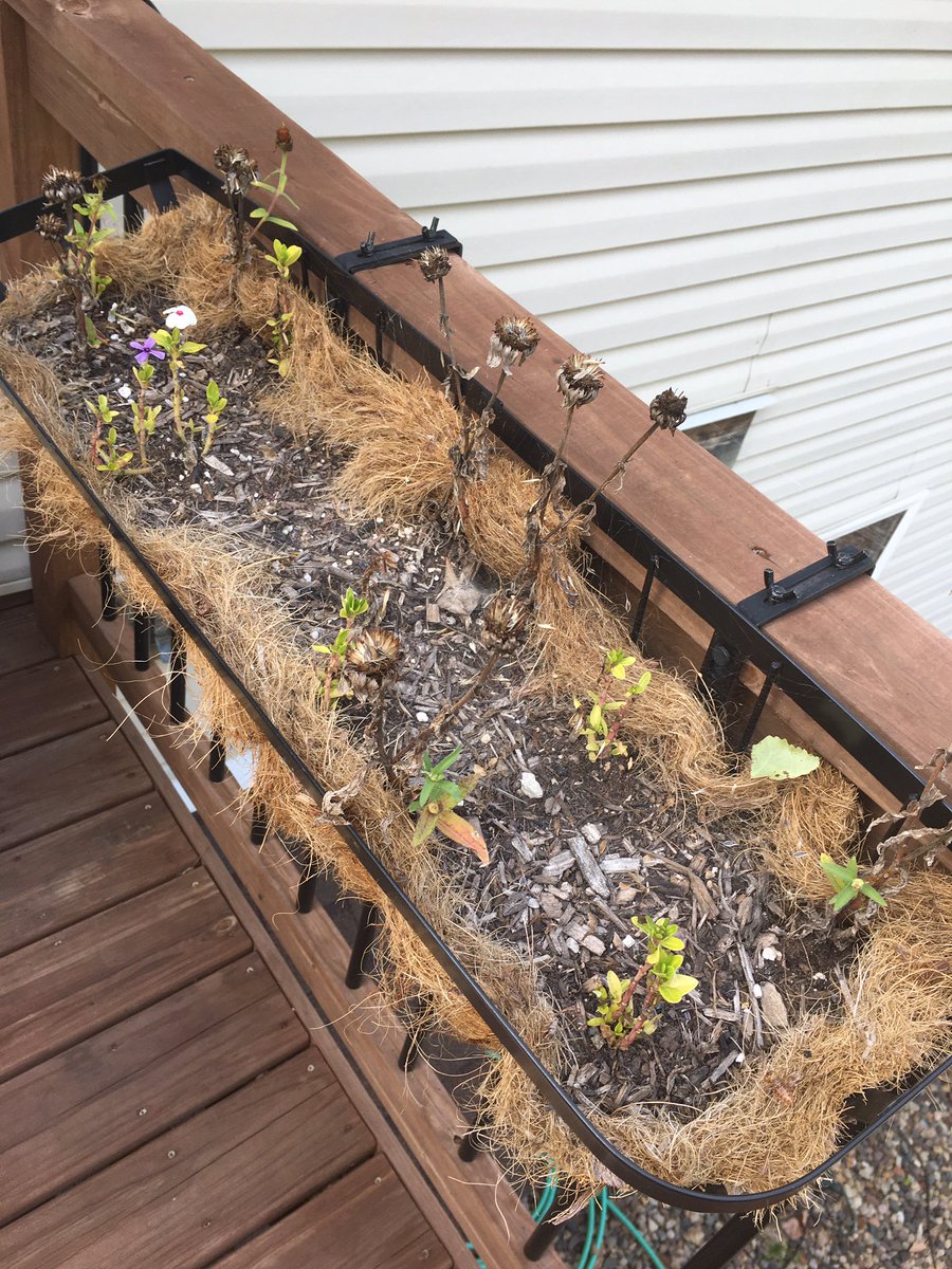 MsMeyer_MN's tweet photo. @jasonmatheson @lexandthecities @DawnAtDark we like to think of ourselves as plant hospice, where they live out their final days... @missjillrocks #wetried #theyusedtobeflowers https://t.co/6uwczW3pfm