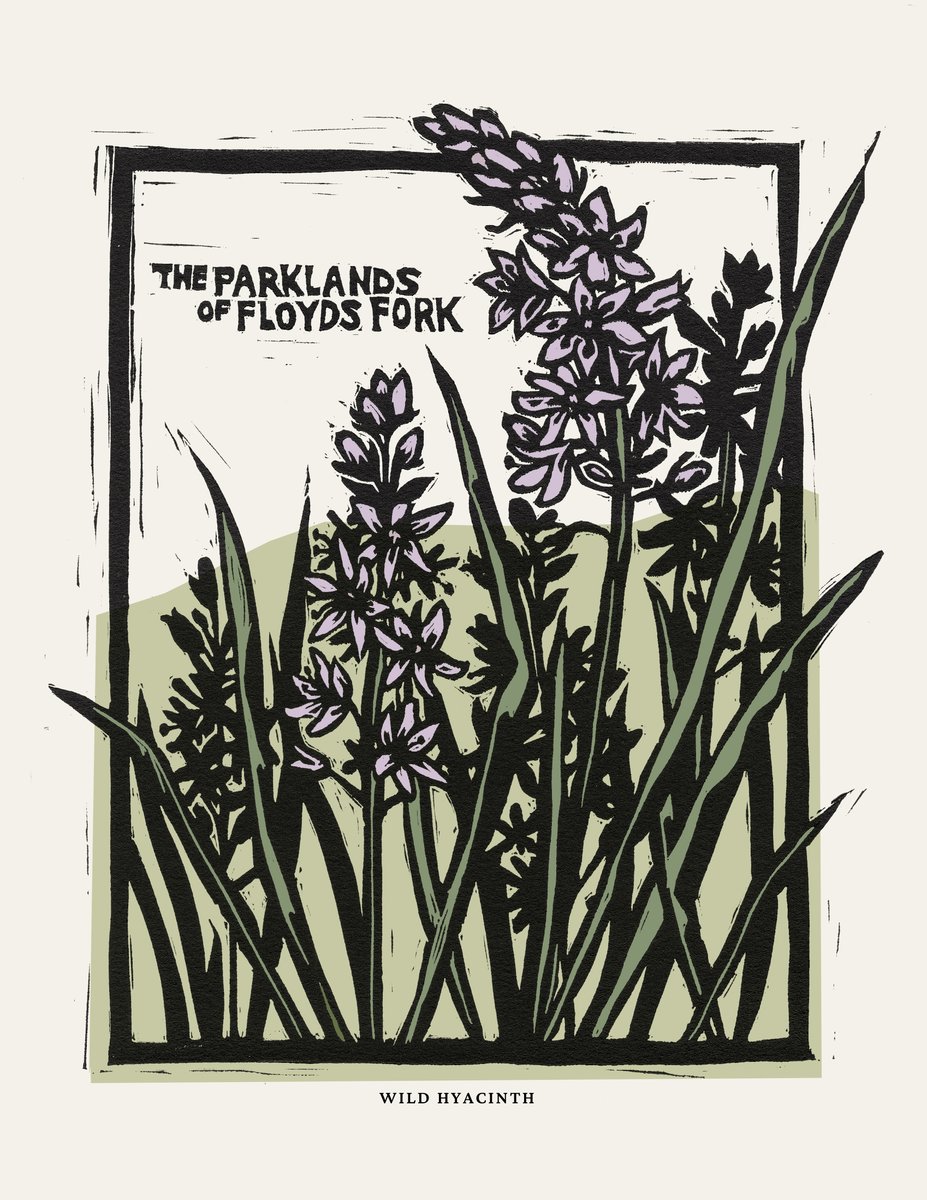 TheParklands's tweet photo. Our intern, Cassie Bays, created the newest Parklands Member art print, which was handcrafted to showcase the blooms of our Wild Hyacinths. The first 30 to give $100 during our drive will receive this print. To donate or to become a Member, please visit https://t.co/rMsgRnG7uV. https://t.co/alUZArCMcj