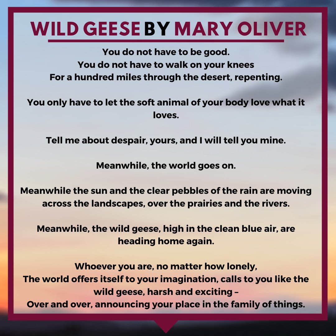 Davidson Honors College tweet media