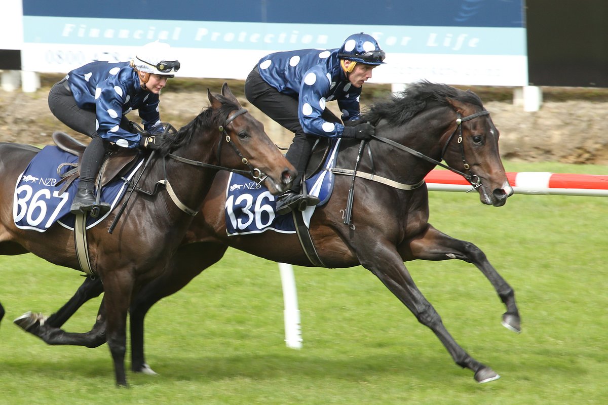 New Zealand Bloodstock (@karakachat) on Twitter photo Who will be the next superstars to breeze up at
<a href="/TeRapaRacing/">Waikato Thoroughbred Racing</a> on 12 & 13 Oct ahead of our #ReadyToRun Sale?
👇This pair is none other than <a href="/HKJC_Racing/">HKJC Racing</a> Champion #GoldenSixty (in) and 4x winner #Notabadidea (out) from <a href="/RiversleyPark/">Riversley Park</a> 2017 draft. #1Sale
📙 bit.ly/2Zxldaf Who will be the next superstars to breeze up at
<a href="/TeRapaRacing/">Waikato Thoroughbred Racing</a> on 12 & 13 Oct ahead of our #ReadyToRun Sale?
👇This pair is none other than <a href="/HKJC_Racing/">HKJC Racing</a> Champion #GoldenSixty (in) and 4x winner #Notabadidea (out) from <a href="/RiversleyPark/">Riversley Park</a> 2017 draft. #1Sale
📙 bit.ly/2Zxldaf