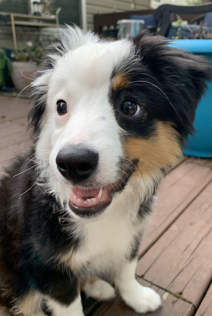 harryMAS20's tweet photo. Hello, I’m Harry. I ring the bell on the back door just so I can go out &amp; play. #pottybell #letmeoutside #dogsoftwitter #miniaussie #angel https://t.co/ImCbOBkNvi