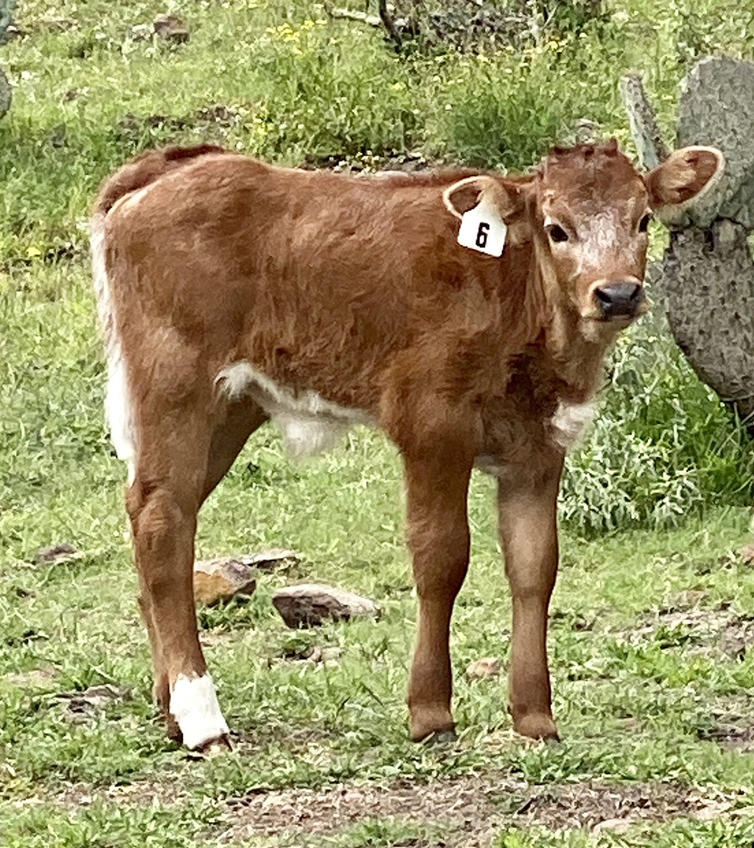 Recién nacido. Una patita blanca. Como se le llama en el campo bravo?