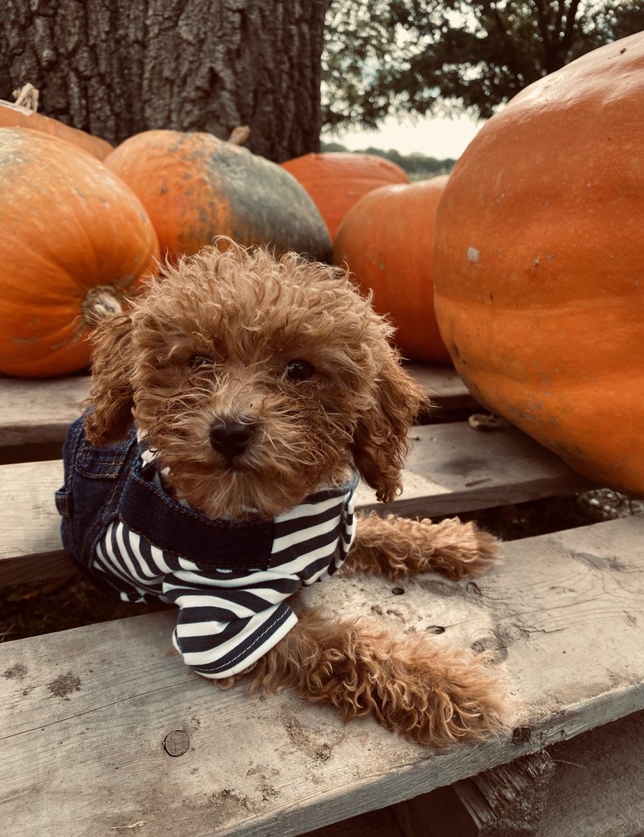 hannah_olson18's tweet photo. Bo :) 🍂🍁🎃 https://t.co/pxcSYyE25a