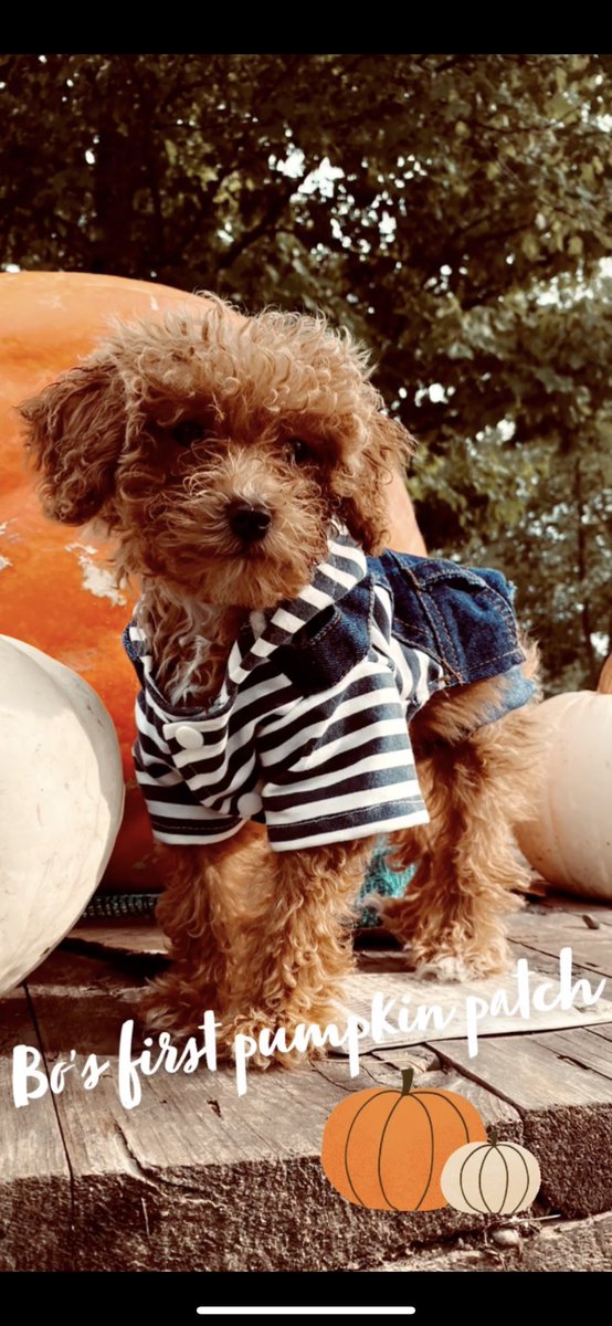 hannah_olson18's tweet photo. Bo :) 🍂🍁🎃 https://t.co/pxcSYyE25a