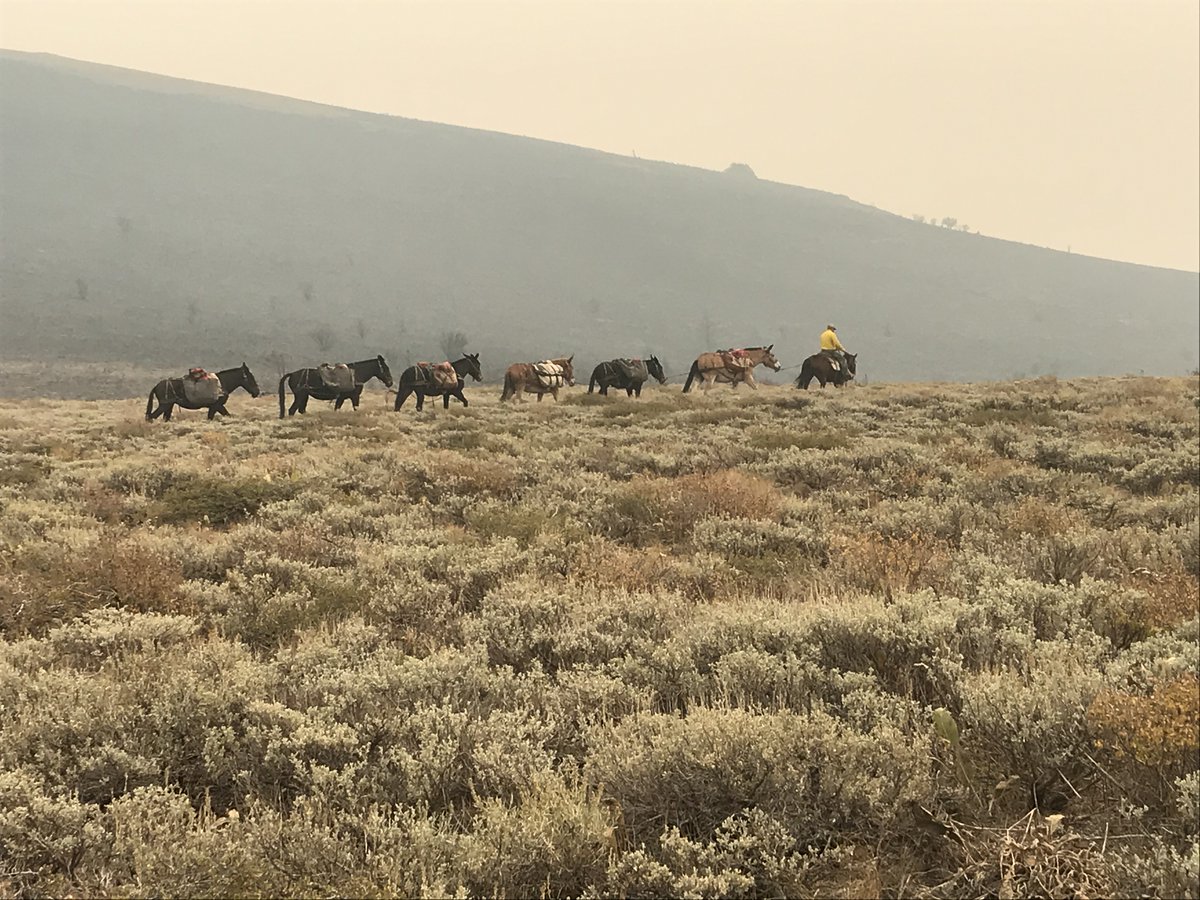 HumboldtToiyabe's tweet image. Using #mules to pack crew gear, food, and water into a remote spike camp for firefighters on the #SlinkFire #Firefighters #CaliforniaFires