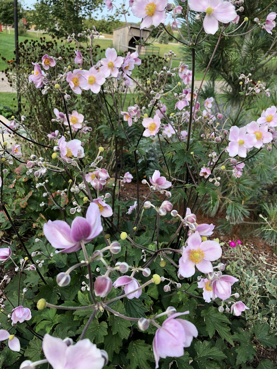 JoannaMWallace's tweet photo. Fall brings new blooms and reblooms #bloom20 https://t.co/2sMqoTCd72