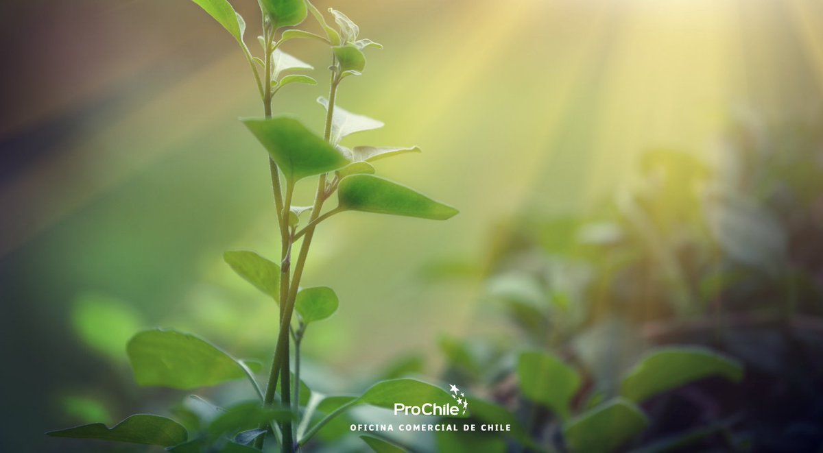 prochileco's tweet photo. Finalizamos la participación de #Chile en #ExpoAgroFuturo con los 2 últimos #Agrotalks de @ProChile junto a la exposición de innovadoras empresas chilenas del sector y más de 110 empresarios conectados, en el escenario más importante para el sector Agro en #Latinoamerica. https://t.co/wxDCR1M71g