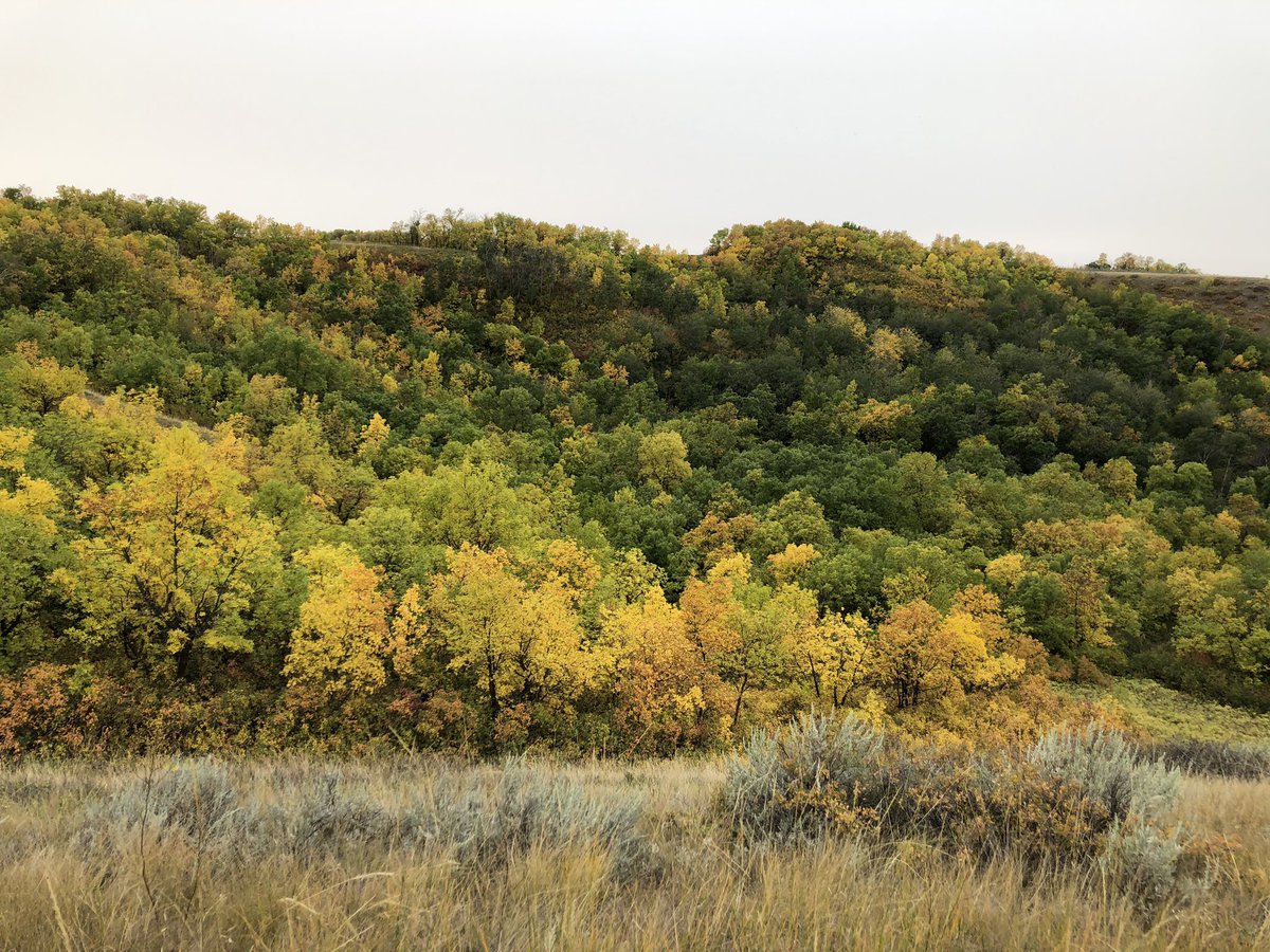 Regina Road Runners tweet media