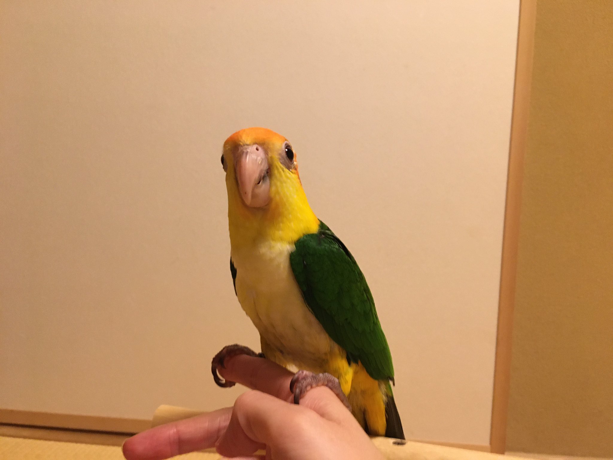 シロハラインコ販売 Twitter Search Twitter