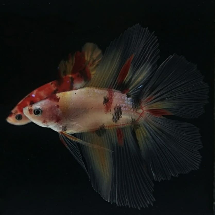 BettaFast's tweet photo. #giantbettafish #giantbetta
#bettafish #bettafishgallery #doubletailbetta #doubletailbettafish #bettafishimage #bettafishpicture #bettafishphoto https://t.co/tdj6uncYv9 https://t.co/FvEvYCauYJ https://t.co/oautzceynn