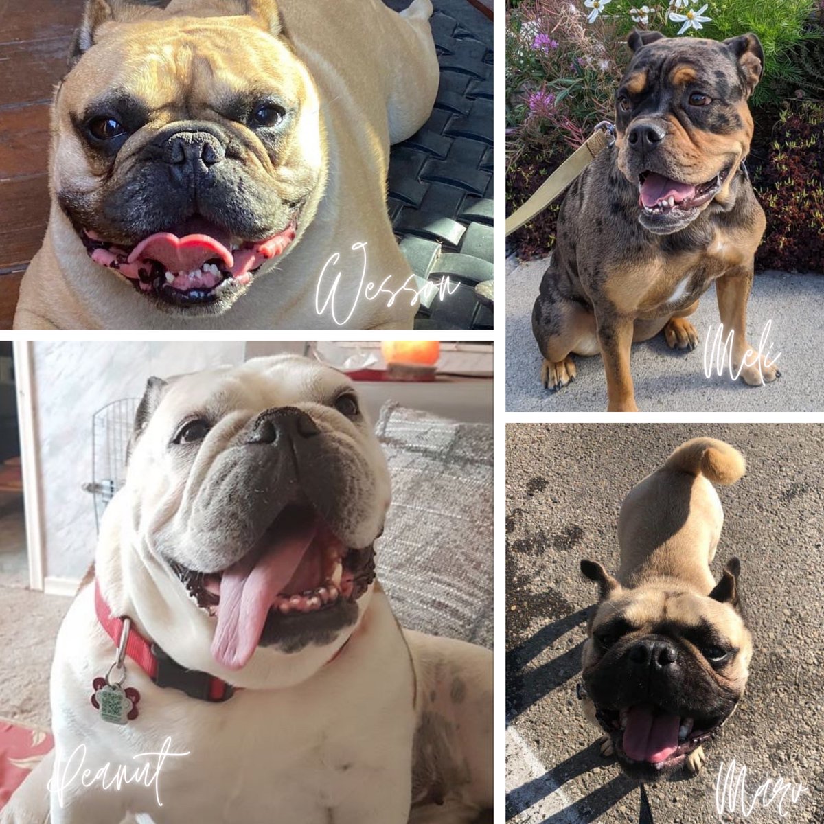 We have some adorable dogs in care right now!

Although none of them are ready for adoption (just yet)! Keep your eye on our our social for updates in the future. 

#ABR #albertabulldogrescue #albertarescue #YEGdogs #YYCdogs #albertadogs #adoptdontshop