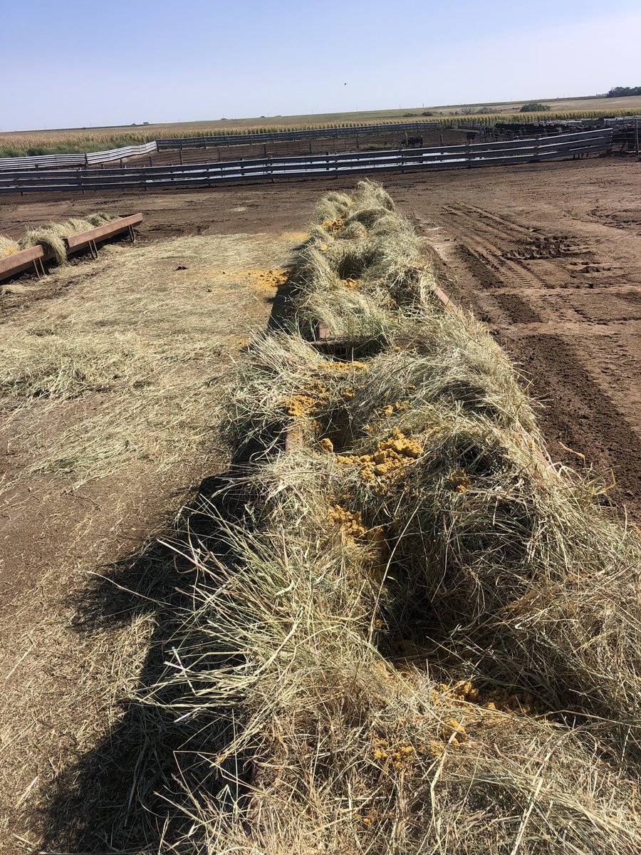 Calf wean thread...It’s dry in west which means some bunches of bawlers R coming 30-45 days early. This is my wean program. On arrival: 1) loose prairie hay in bunk w/ distillers sprinkled across. No free choice hay. Teach them from day one only place they eat is in bunk...cont