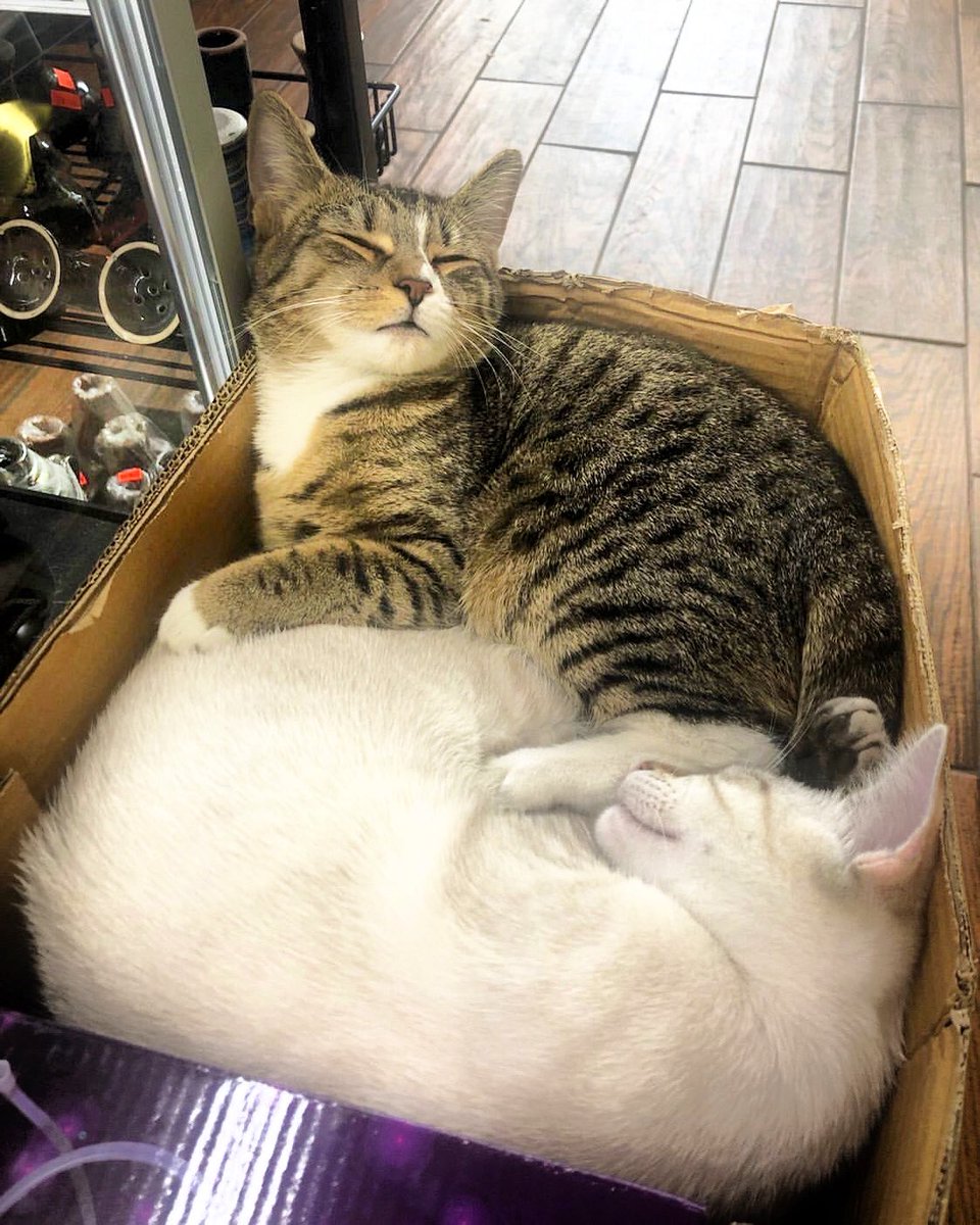 Bodegacats_'s tweet photo. https://t.co/8PWjrQp1ZW