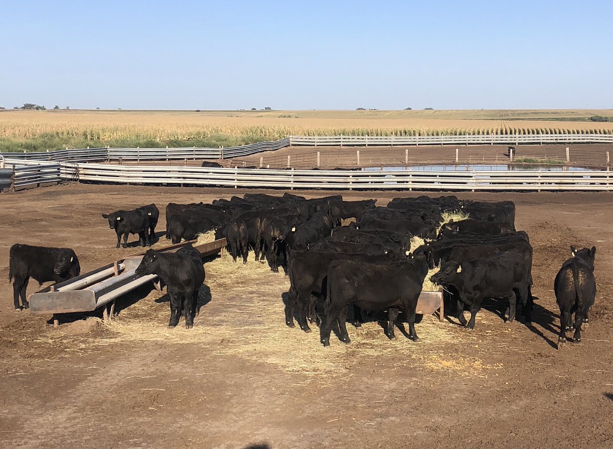 Calves arrived at 5 pm. Put calves in pen & gently walk perimeter to encourage to bunk for 2-3 minutes w/ gentle pressure/release. Once they all smell feed leave alone for night #1. Hopefully bunk is clean in morning if not will clean out and repeat hay sprinkled w/distillers.