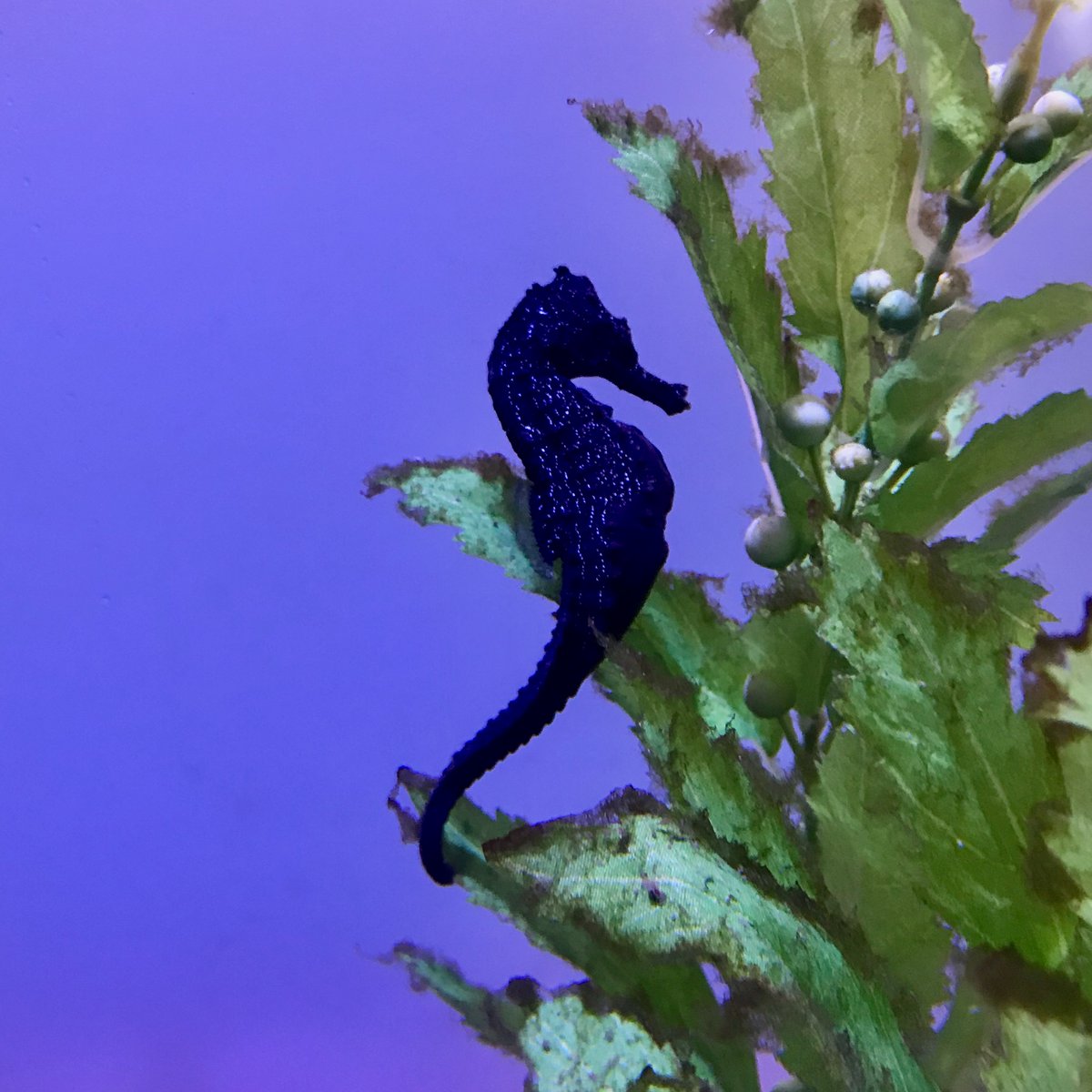 Ef B8 Ef Be 9b Ef Ef Be 90 Ef Ef Be 8f Twitter Search