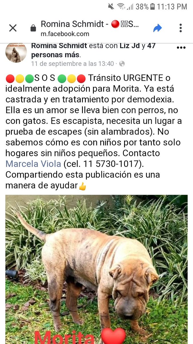 tatysolcito's tweet photo. Adopción responsable. Perrita buscar hogar para dar y recibir amor. Por favor RT se lo agradezco. https://t.co/7wtzeIAfXh