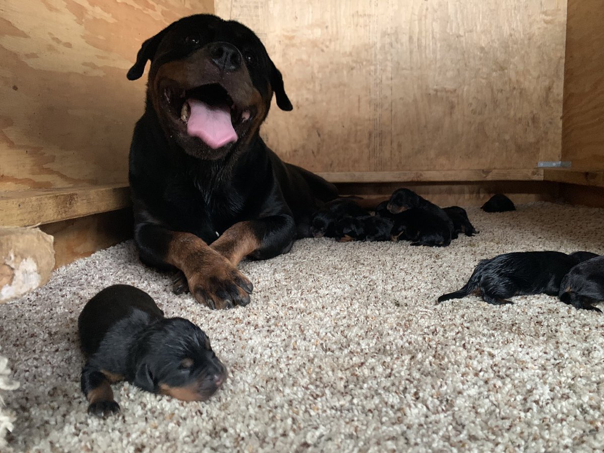 king_green89's tweet photo. New pups alert #Rottweiler #Rêvergrandkennel https://t.co/3vTphEleNM