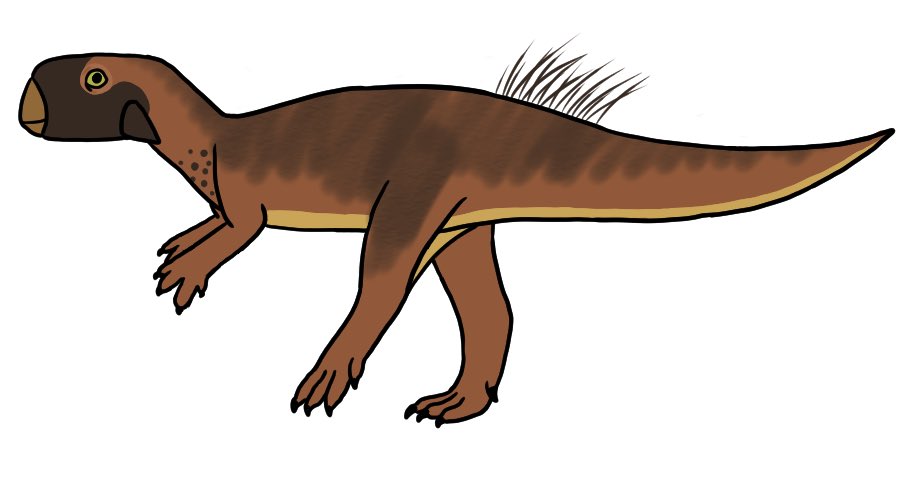 mattyena's tweet photo. For this #xatw the Psittacosaurus is a member of the cerotopsians, the same group that the Triceratops is in. They lived during the early to mid Cretaceous, right before the Triceratops came about in the late Cretaceous. It’s hard to believe this little guy was an ancestor of the https://t.co/shUHyOV1B8